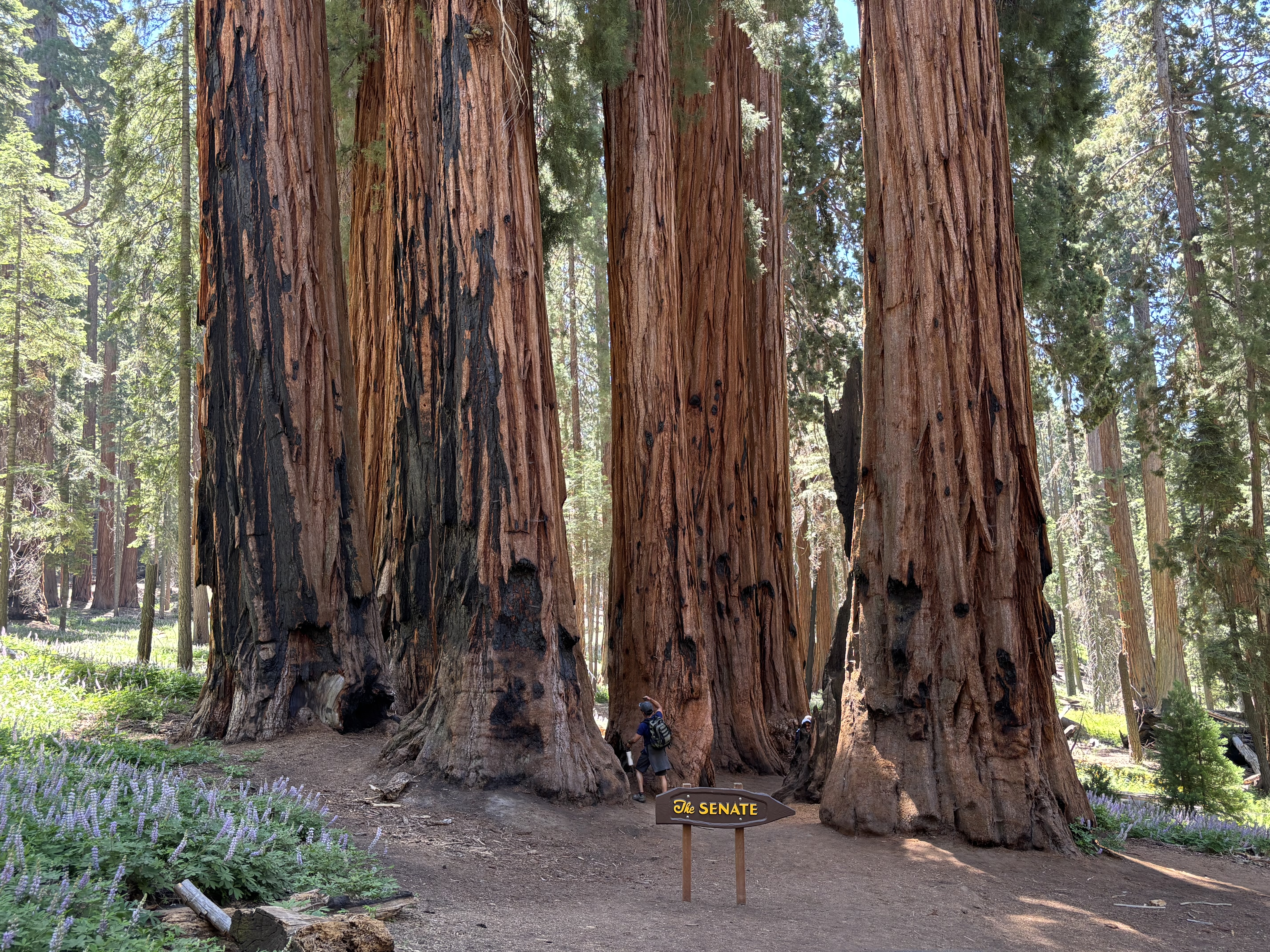 Sequoia